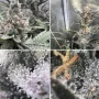 Cannabis seeds Trainwreck from Barney's Farm